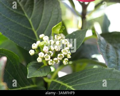 Close-up of the buds of a hydrangea macrophylla or hortensia, bigleaf hydrangea, French hydrangea, lacecap hydrangea, mophead hydrangea among leaves. Stock Photo