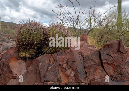 Twin Fishhook Barrel Cactus (Ferocactus wislizeni) growing on red rocks Stock Photo