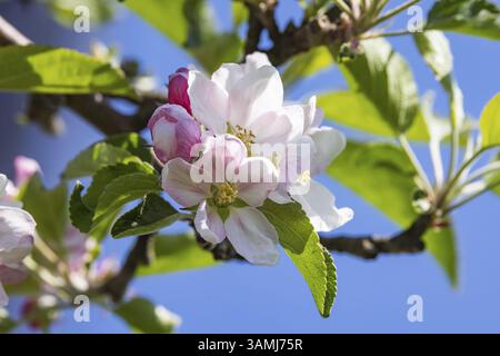 Apple blossom. Spring in the Ortenau. Renchen, Baden-Wuerttemberg, Germany, Europe Stock Photo