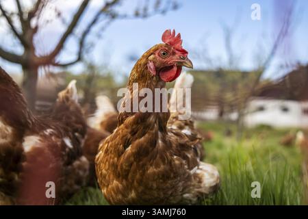 Free-range chickens on a farm in Ottersweier, Baden-Wuerttemberg, Germany, Europe Stock Photo