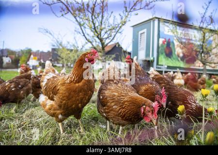 Free-range chickens on a farm in Ottersweier, Baden-Wuerttemberg, Germany, Europe Stock Photo