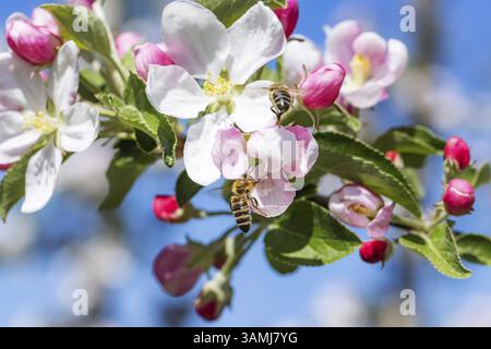 Apple blossom with bees. Spring in the Ortenau. Renchen, Baden-Wuerttemberg, Germany, Europe Stock Photo