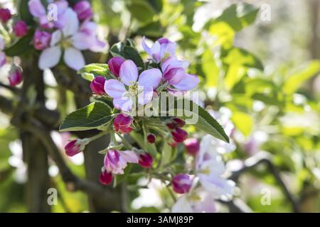 Apple blossom. Spring in the Ortenau. Renchen, Baden-Wuerttemberg, Germany, Europe Stock Photo