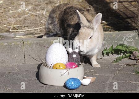Rabbit (Oryctolagus cuniculus), Easter, Easter bunny, Easter nest, Easter egg, decoration, colourful, A rabbit sniffs at the decoration of the Easter Stock Photo