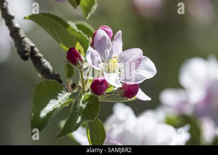 Apple blossom. Spring in the Ortenau. Renchen, Baden-Wuerttemberg, Germany, Europe Stock Photo