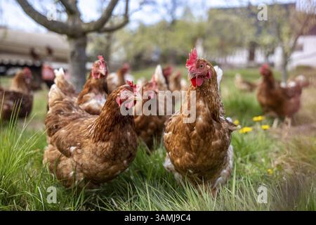 Free-range chickens on a farm in Ottersweier, Baden-Wuerttemberg, Germany, Europe Stock Photo