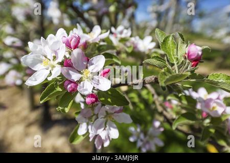 Apple blossom. Spring in the Ortenau. Renchen, Baden-Wuerttemberg, Germany, Europe Stock Photo
