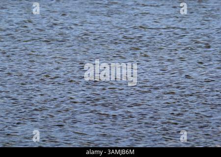 Gentle ripples on the surface of a lake of water Stock Photo