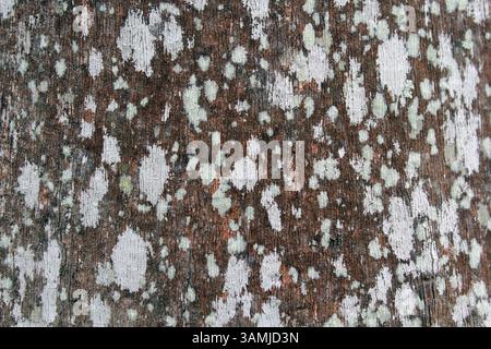 Lichen on a palm tree trunk in a garden abstract texture background Stock Photo