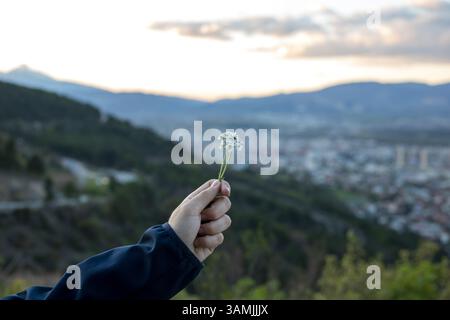 Delicate White Flowers Held Over a Mountain Cityscape Stock Photo