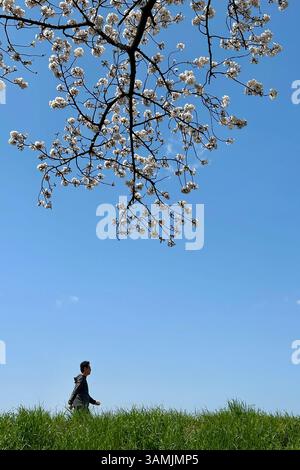 Cherry blossoms and man walking on the banks of the Tama River, Chofu -shi, Tokyo, Japan Stock Photo