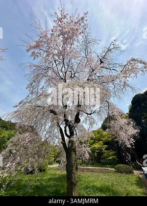 Cherry blossoms in Shinjuku Gyoen National Garden, Tokyo, Japan Stock Photo