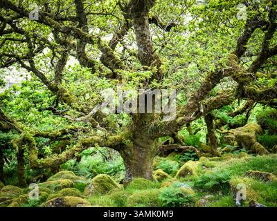 Dwarf oak trees and mossy boulders in Wistman's Wood, a remnant of ancient woodland on Dartmoor, Devon. Stock Photo
