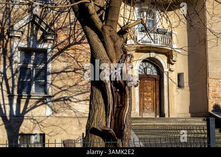 Weathered tree with exposed core bark standing in front of an aged urban residential building with arched wooden door, cast in warm afternoon light Stock Photo