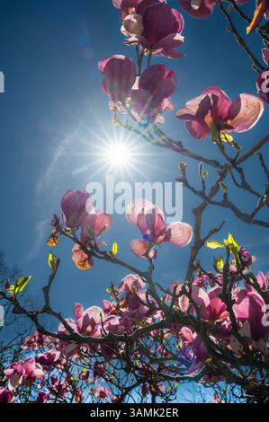 Impressions of the Vienna Setagaya Park-Japanese Garden, which was planned in the early 1990s by Japanese garden designer Ken Nakajima at the beginning of spring in Doebling, Vienna on 11 April 2025 in Vienna, Austria. - 20250411 PD8856 Credit: APA-PictureDesk/Alamy Live News Stock Photo