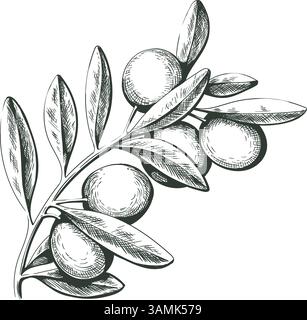 Olive tree hand engraving isolated illustration Stock Vector Image ...