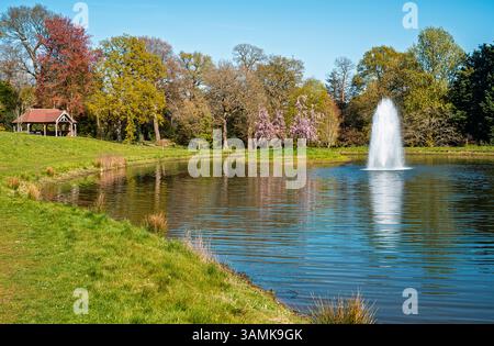 Fountain and pink flowering cherry blossom trees on the island reflected in Clear Lake in RHS Garden Wisley, Surrey, south-east England in spring Stock Photo