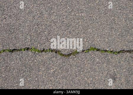 Cracked asphalt with grass growing on the road as a background, road surface Stock Photo