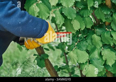 prunes branches in the garden with long pruning shears and protects hands with yellow gloves Stock Photo