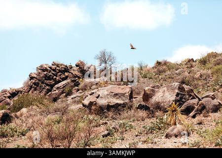 Hawk flying over rocky cliffs of Sleeping Lion Mountain Stock Photo