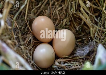 Organic chicken eggs in a straw nest Stock Photo