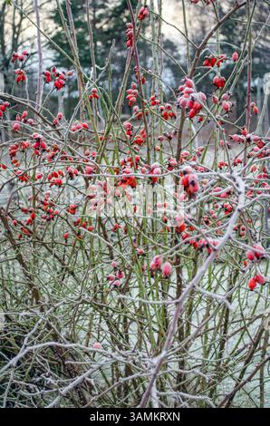 Frozen rosehip, in early winter. Comes from the Latin family of Rosaceae. Stock Photo