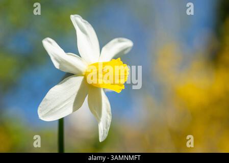 Narcissus 'Jack Snipe' flower in sunshine against a blue spring sky Stock Photo