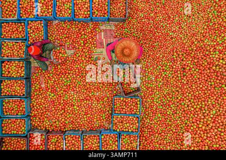 Aerial view of a vibrant wholesale tomato market with colorful crates and busy people, Chaukibari, Dhunat, Rajshahi, Bangladesh. Stock Photo