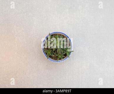 Top view of a decorative haworthia tower succulent in floral ceramic pot on grey surface Stock Photo