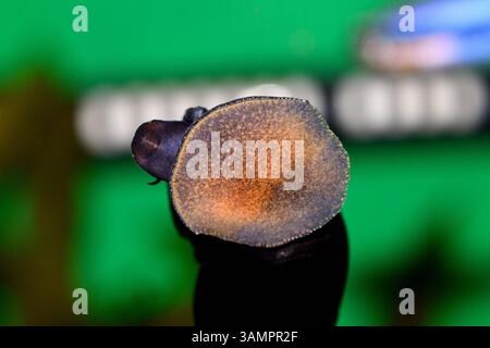 The black devil snail is a striking freshwater species Stock Photo