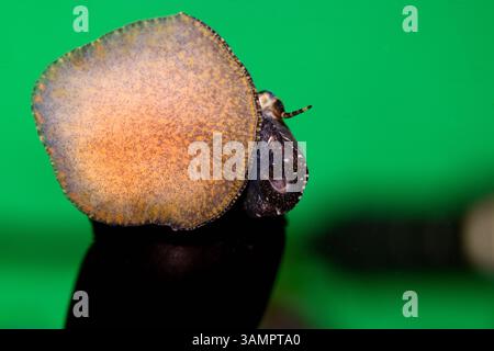 The black devil snail is a striking freshwater species Stock Photo