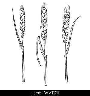 Vector hand drawn set with three malts. Can make any compositions yourself. Stock Vector