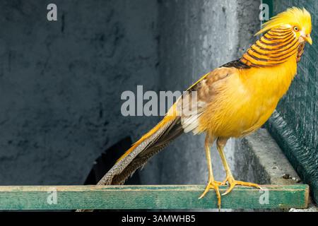 A colorful golden pheasant standing on a perch, staring through a wire mesh enclosure Stock Photo