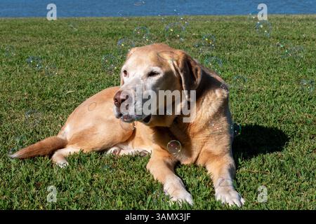 Senior Yellow Labrador retriever "Chief" sitting in the grass on the riverbank surrounded by bubbles on a summer day in Tappahannock Virginia Stock Photo