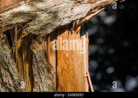 Detail of a broken tree trunk after storm Arwen in an  autumn landscape in the Lake Distract, Cumbria, England Stock Photo