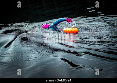 Side view of Wetsuited Swimmer with bright pink gloves and helmet in the cold and dark waters of loch. Stock Photo