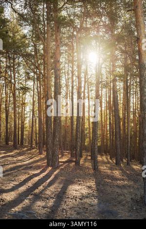 Morning sunlight in a pine forest. Rays of sun in a pine forest. Stock Photo