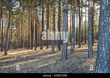 Morning sunlight in a pine forest. Rays of sun in a pine forest. Stock Photo