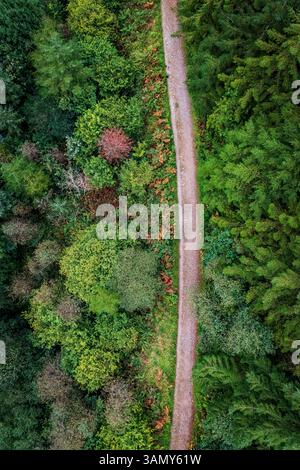 Aerial view of a road going through the woodland in autumn, Millpool, Bodmin Moor, Cornwall, United Kingdom. Stock Photo