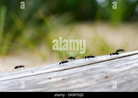 Close-up of carpenter ants (camponotus) on a tree trunk Stock Photo