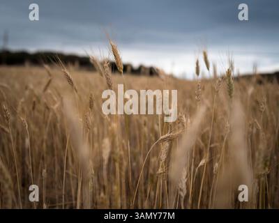 Wheat field under stormy sky Stock Photo