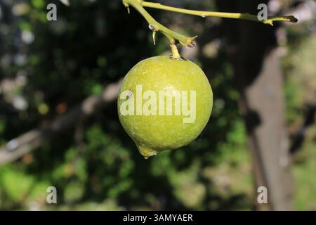 Lemon hanging in a tree with a flee on it Stock Photo
