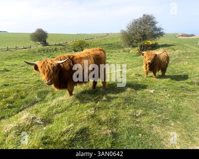 12 April 2025 - Whitby, UK - Highland Cattle grazing in a field on the North Yorkshire coast on a public footpath Stock Photo
