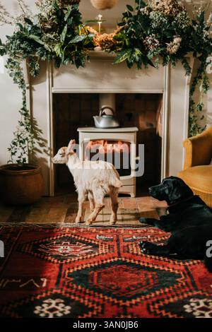 A goat is standing in front of a fireplace in a living room. A black dog is laying on the floor next to the fireplace Stock Photo