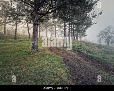Winding dirt path uphill through a forested area with tall pine trees. Misty scene, tranquil atmosphere with ground is covered in green frosted grass Stock Photo