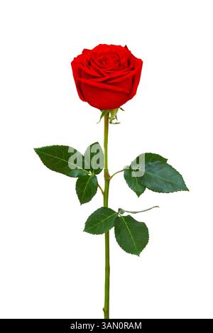 Single beautiful red rose on a white background. Stock Photo