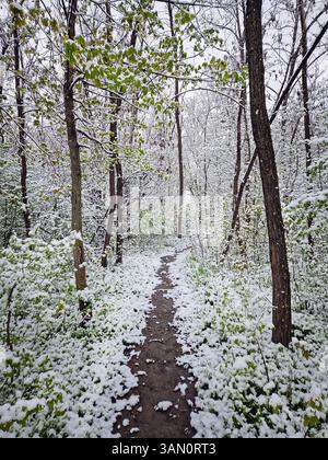 Snowstorm in April with a narrow path winding through a forest covered in a fresh snow. The trees and bushes are greening creating the contrast betwee Stock Photo