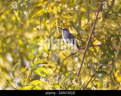 Hummingbird sitting on a tree branch with warm green and yellow foliage in the background Stock Photo