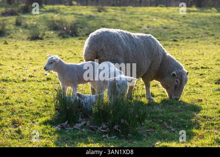 A ewe with lambs in the English countryside in spring sunshine Stock Photo