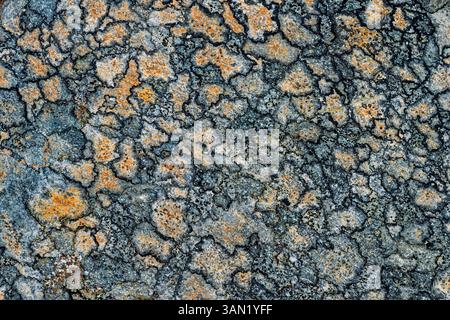 Close-up view of a rocky surface displaying intricate patterns of gray stone interspersed with bright orange lichen under natural light. Stock Photo